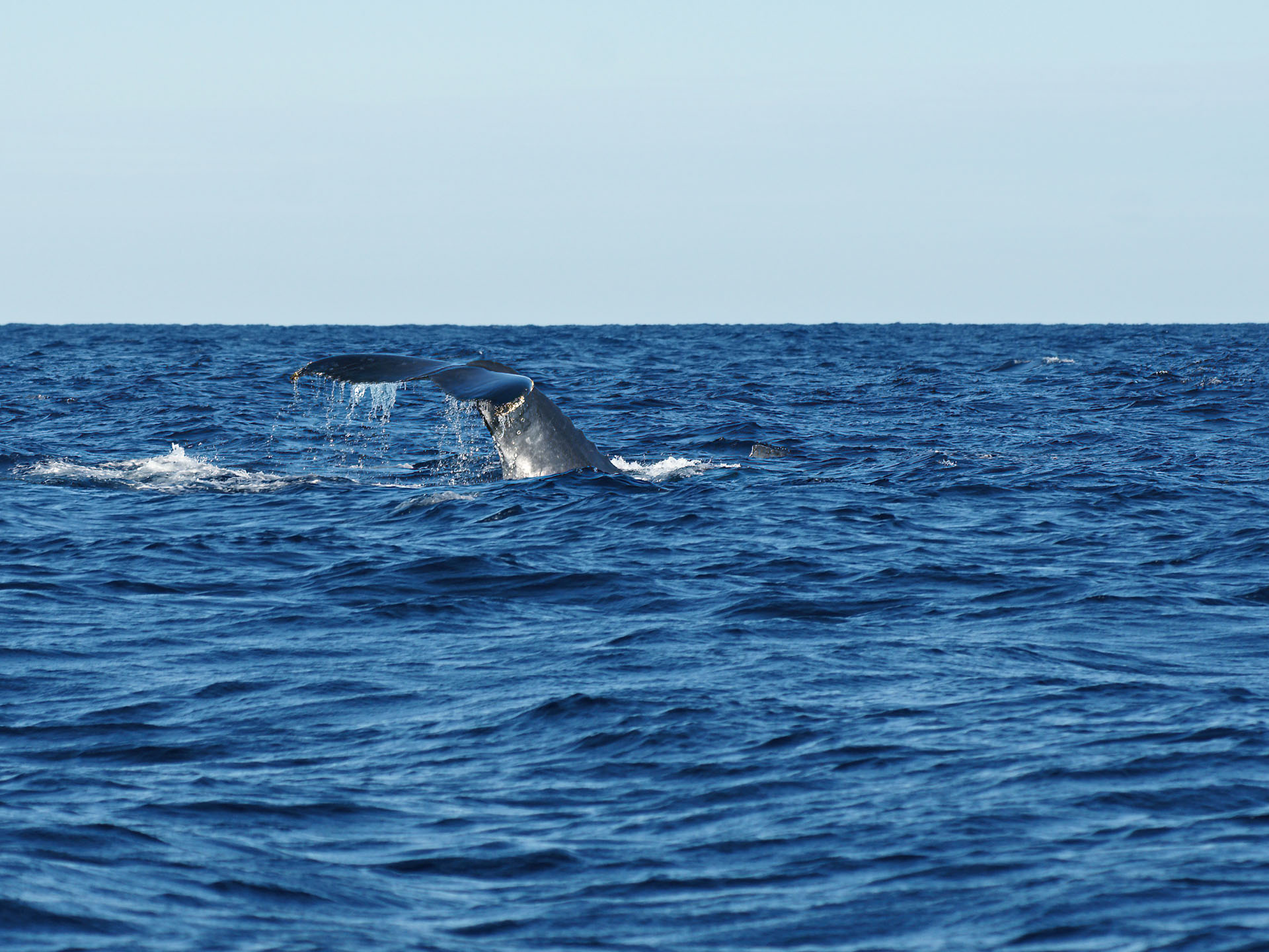 Whale-Watching vor der Küste von Itaty: In großen Gruppen ziehen Buckelwale jedes Jahr in warme, tropische Breiten um dort ihre Jungtiere zur Welt zu bringen.